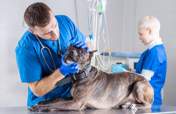 veterinary ophthalmology
